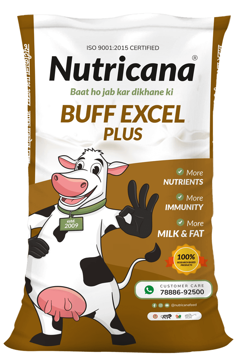 Buff Excel Plus