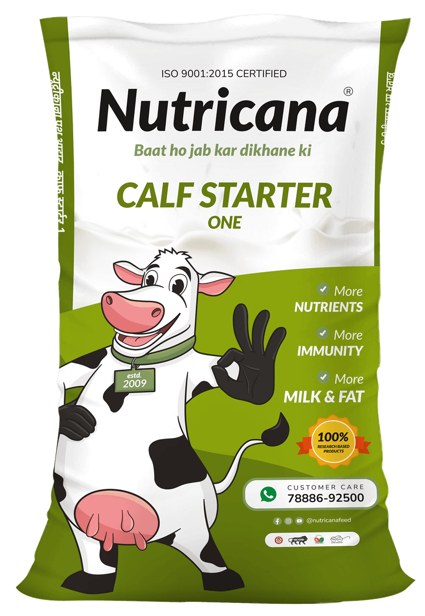 Calf Starter One